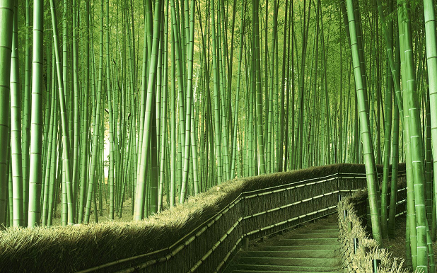 Coltivazione di bambù