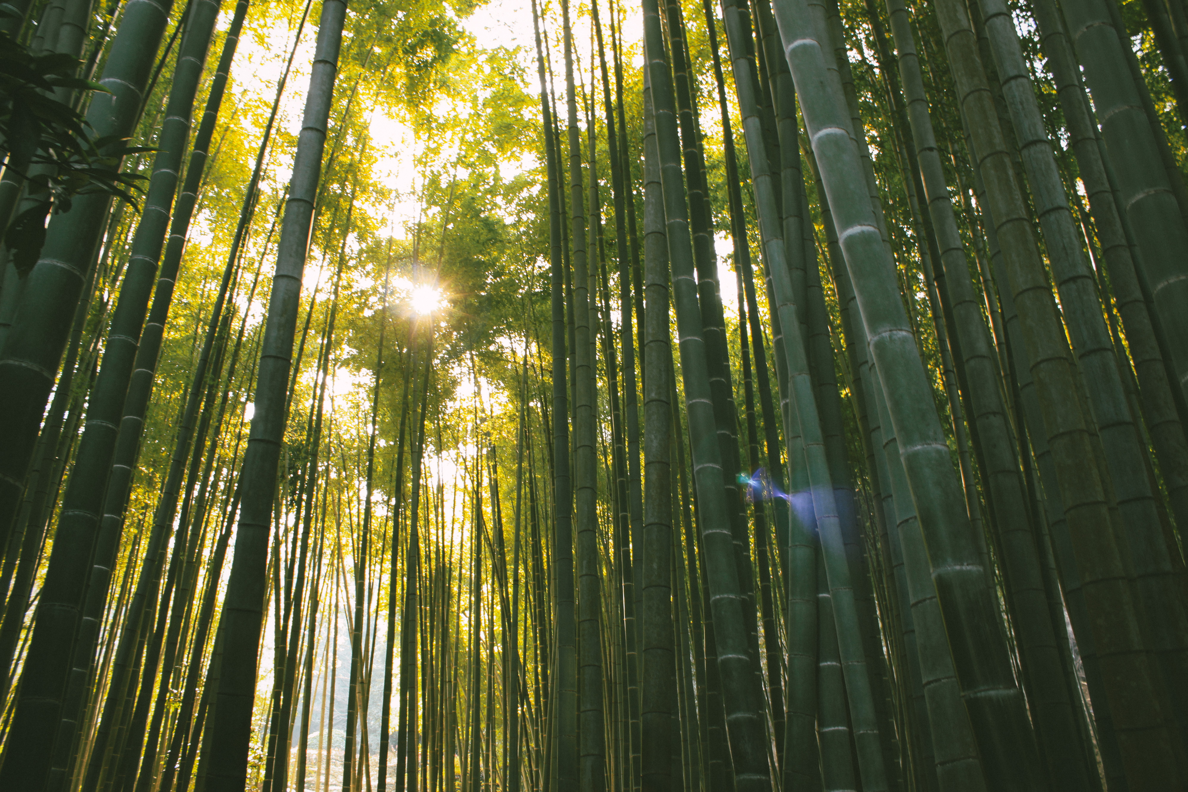 Il bambù gigante come soluzione alla deforestazione
