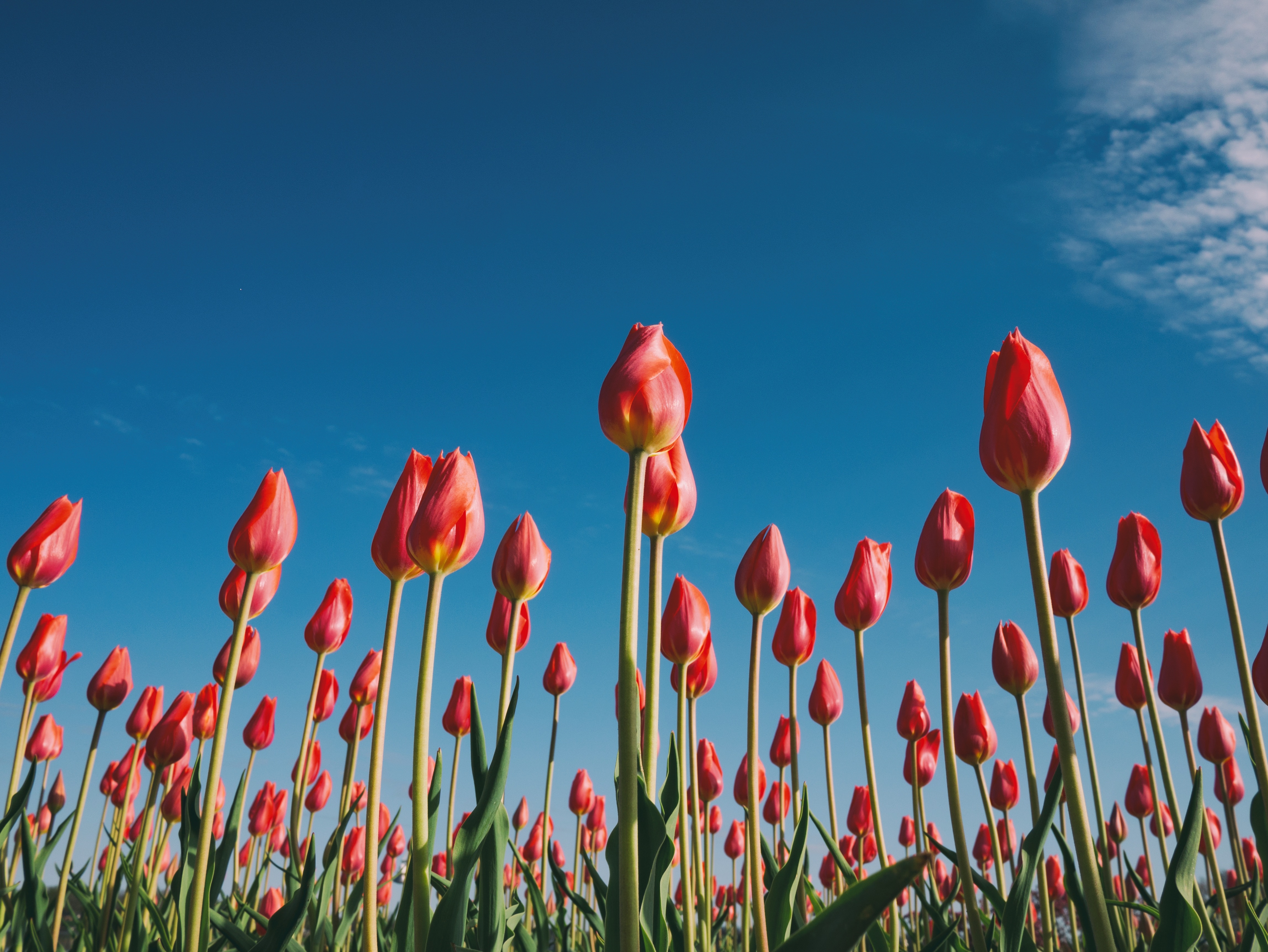 Tulipani, come coltivarli